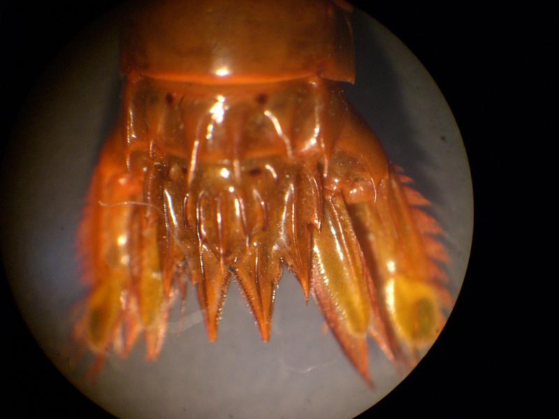 Gonodactylaceus ternatensis T.F.C. male AS 6 and telson.JPG